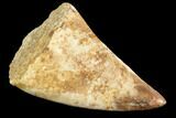 Bargain, Fossil Mosasaur (Prognathodon) Tooth - Morocco #107732-1